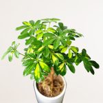 گیاه طبیعی شفلرا تنه بن سای کد 018