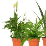 گیاه طبیعی آپارتمانی مدل M4 مجموعه 4 عددی