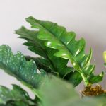گیاه طبیعی فیلودندرون کنگره ای مدل 01