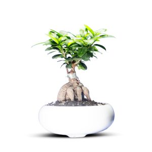 گیاه طبیعی بونسای جنسینگ کد 01