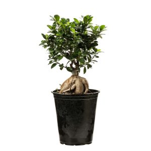 گیاه طبیعی بونسای مدل 26p