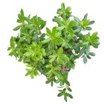 گیاه طبیعی بنسای میخک هندی کد 110