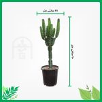 گیاه طبیعی کاکتوس افوربیا اینگنس آرکاد گل مدل Eu65B7