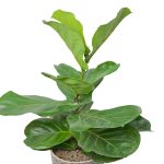 گل آپارتمانی فیکوس لیراتا مدل F50