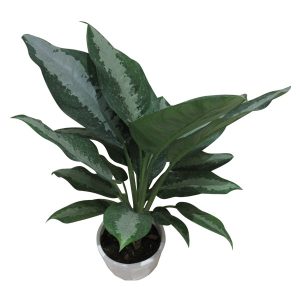 گیاه طبیعی آگلونما حبابی کد S – L01
