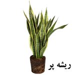 گیاه طبیعی سانسوريا ابلق تافکو کد 2024