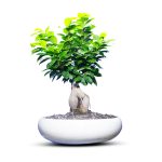 گیاه طبیعی بونسای جنسینگ کد 02