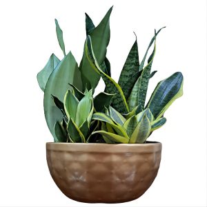 گیاه طبیعی دیش گاردن سانسوریا مدل 402