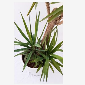 گیاه طبیعی درخت یوکا مدل 5 شاخه کد TNT452SH