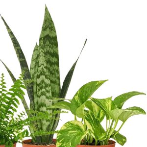 گیاه طبیعی آپارتمانی مدل M4 مجموعه 4 عددی