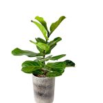گل آپارتمانی فیکوس لیراتا مدل F50