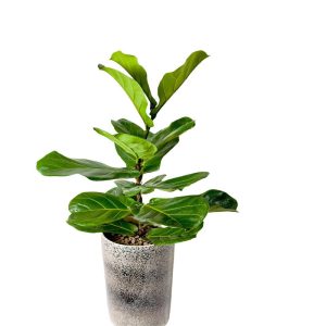 گل آپارتمانی فیکوس لیراتا مدل F50