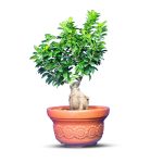 گیاه طبیعی بونسای جنسینگ کد 04