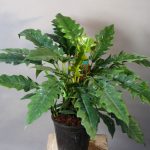 گیاه طبیعی فیلودندرون کنگره ای مدل 01