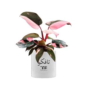 گل طبیعی فیلودندرون تافکو مدل پینک پرنسس کد 2x