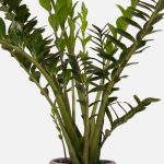 گیاه طبیعی زامیفولیا مدل zami235