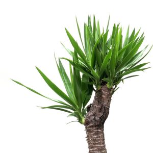گیاه طبیعی یوکا گلیتال مدل GTL110