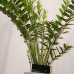 گیاه طبیعی زامیفولیا مدل zami235