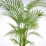 گیاه طبیعی نخل اریکا تافکو کد 2038