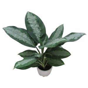 گیاه طبیعی آگلونما حبابی کد S – L01