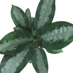 گیاه طبیعی آگلونما حبابی کد S – L01