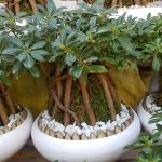 گیاه زینتی بونسای میخک هندی مدل پتوس پروم کد 202