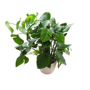 گیاه طبیعی برگ انجیری برگ پهن کد 30