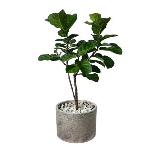 فیکوس لیراتا کد FL4040-01