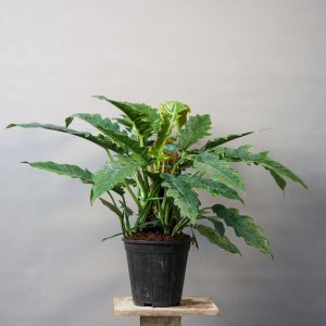 گیاه طبیعی فیلودندرون کنگره ای مدل 01