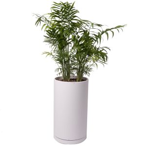 گیاه طبیعی نخل شامادورا کد 11023/2212