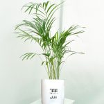 گیاه طبیعی نخل اریکا تافکو کد 2038