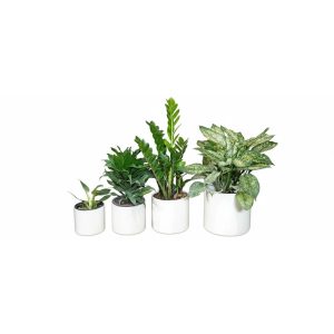 گیاه طبیعی آپارتمانی مدل NR1304 مجموعه 4 عددی