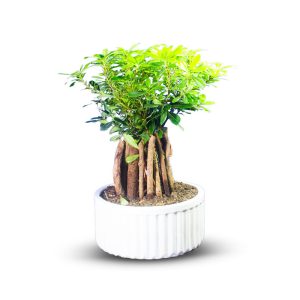 گیاه طبیعی بونسای میخک کد 05