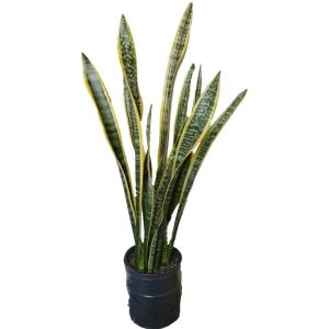گیاه طبیعی سانسوریا ابلق کد zz02