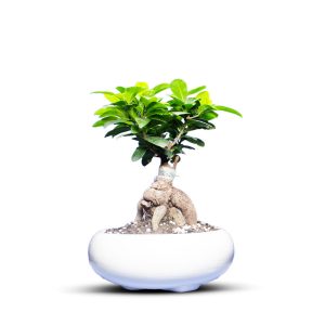 گیاه طبیعی بونسای جنسینگ کد 01