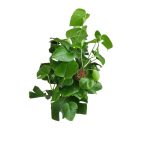 گیاه طبیعی برگ انجیری برگ پهن کد 30
