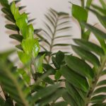 گیاه طبیعی زامیفولیا مدل zami235