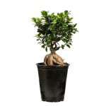 گیاه طبیعی بونسای مدل 26p